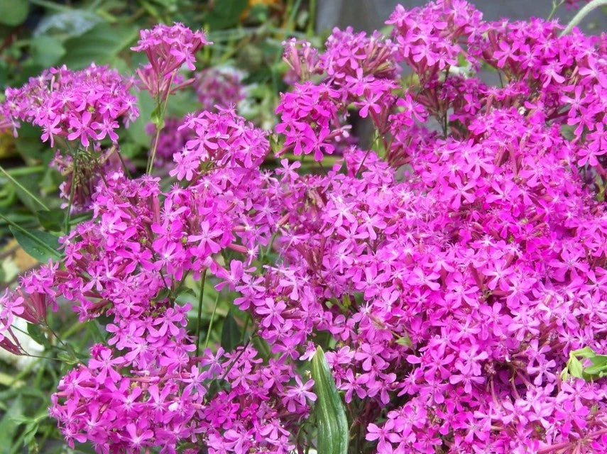 Catchfly Seeds - 2000 Count - Pink Blooms - Silene Armeria - Fast-Growing - GroCo USA