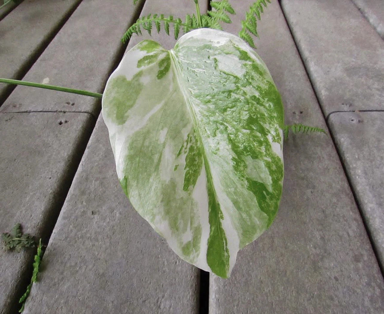 Variegated Monstera Leaf Cutting | Houseplant Propagation