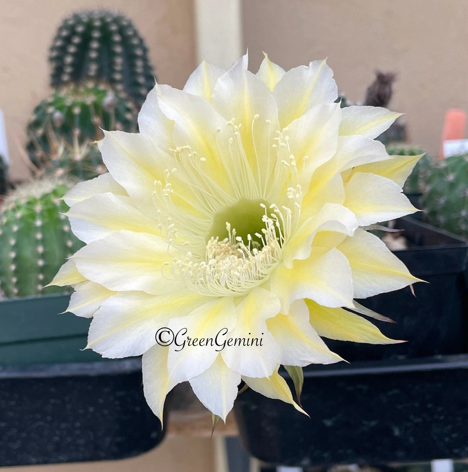 euro cactus Echinopsis Bourne Lace Cactus Succulent Rooted Pups