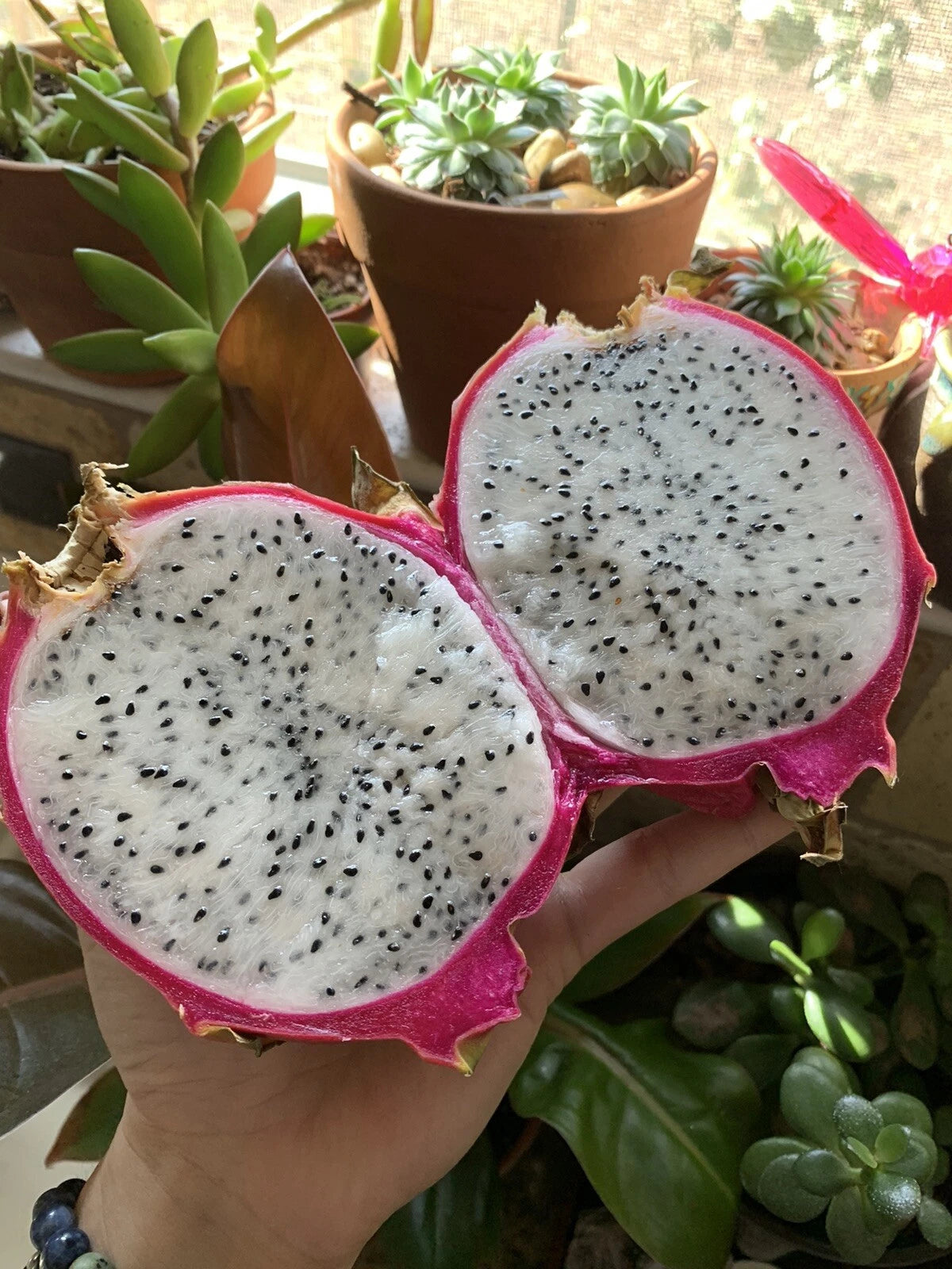 200 White Dragon Fruit Seeds - Pitaya Hylocereus Undatus - Rare Cactus Variety for Home Gardening