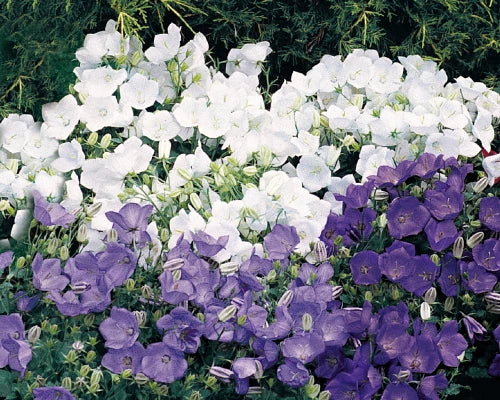Campanula Carpatica Seeds, Clips Mix Bellflower, 25 Seeds for Planting, Perennial Flower Seeds