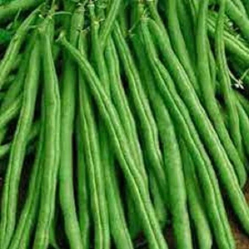 Premium Tendergreen Improved Stringless Bush Bean Seeds - Fresh Non-GMO - High Yielding Vegetable Garden Variety