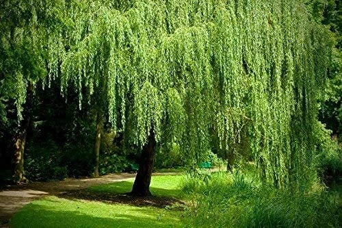 Golden Weeping Willow Tree Cuttings - Live Plants - 4 Pack - Beautiful Arching Canopy - Salix babylonica