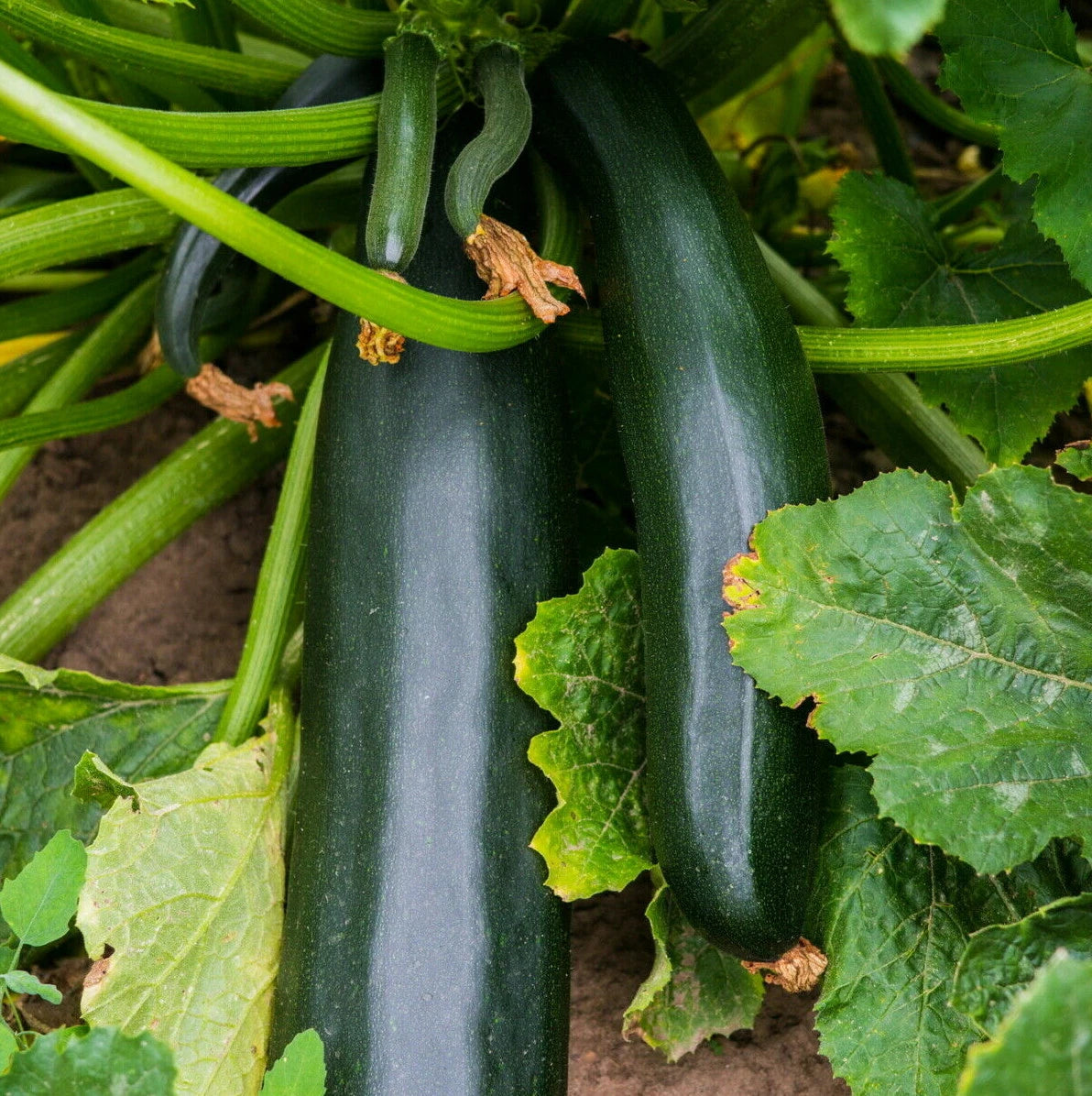 Black Beauty Zucchini Seeds | Bush Dark Green Courgette | Summer Squash | Cucurbita pepo