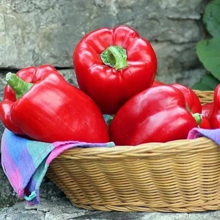 Big Red Sweet Bell Pepper Seeds - 100 Count, NON-GMO, Heirloom, Capsicum annuum, Free Shipping USA Seller