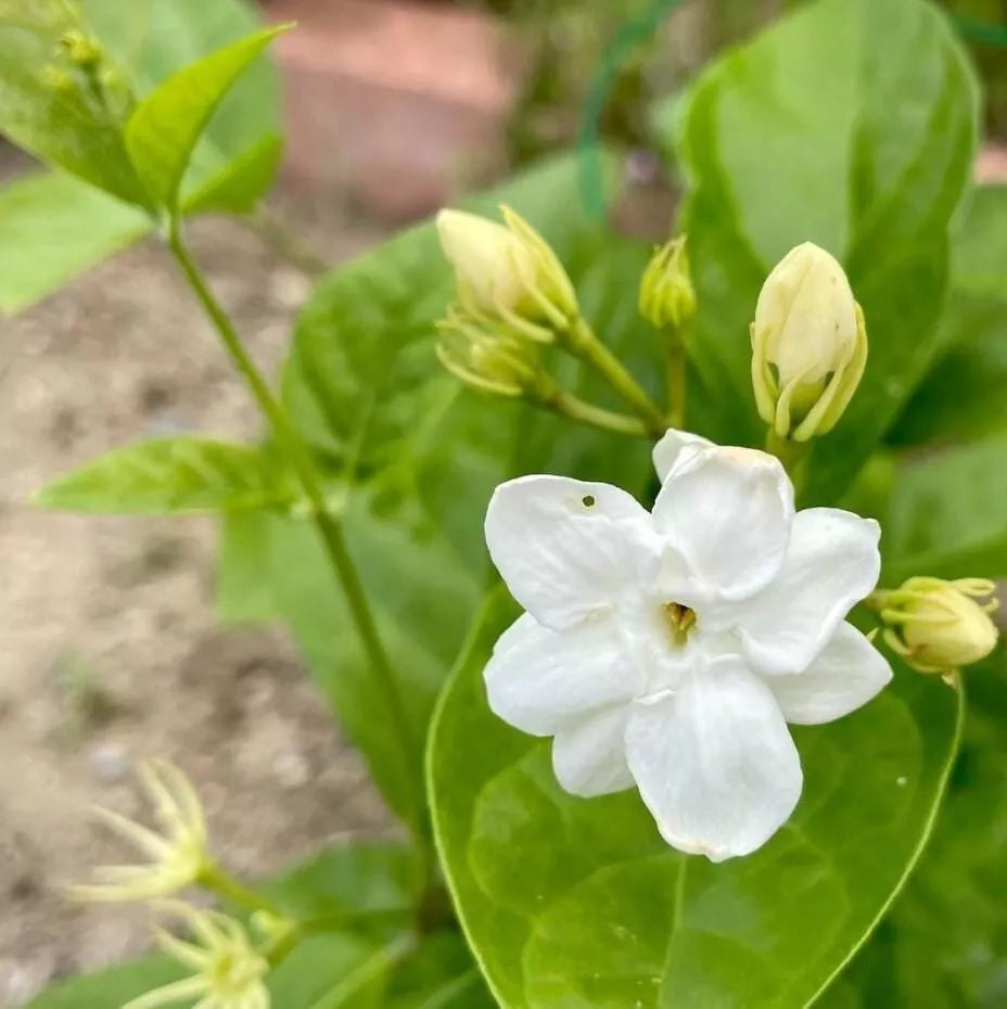 succulent jasmine Orleans Sambac Jasmine Plant 4"