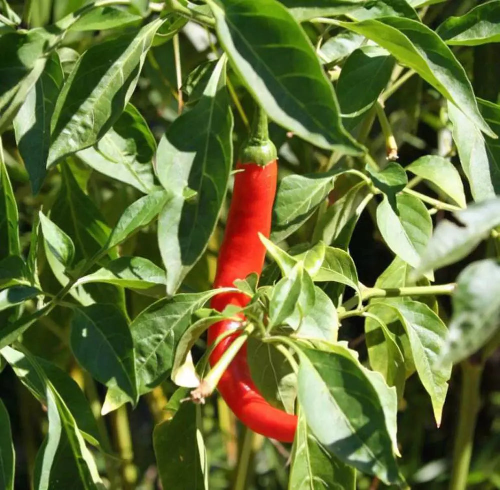 Cayenne Pepper Seeds, Hot N Red, Heirloom, Non-GMO, 500+ Seeds, Capsicum annuum