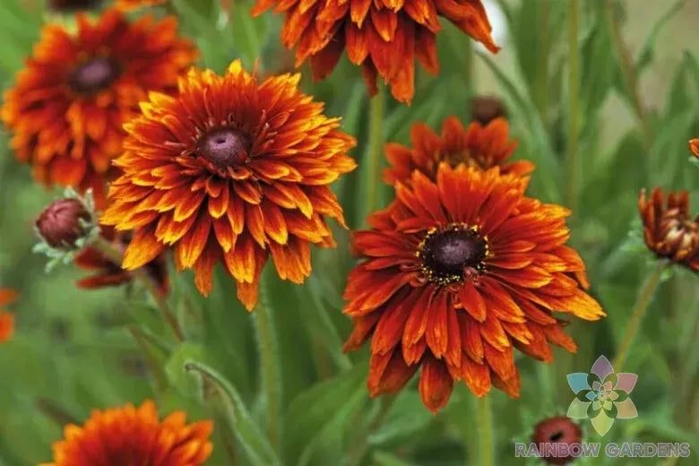 Cherokee Sunset Rudbeckia Seeds - 200+ Count for Garden Planting - Black-Eyed Susan (Rudbeckia hirta) - USA
