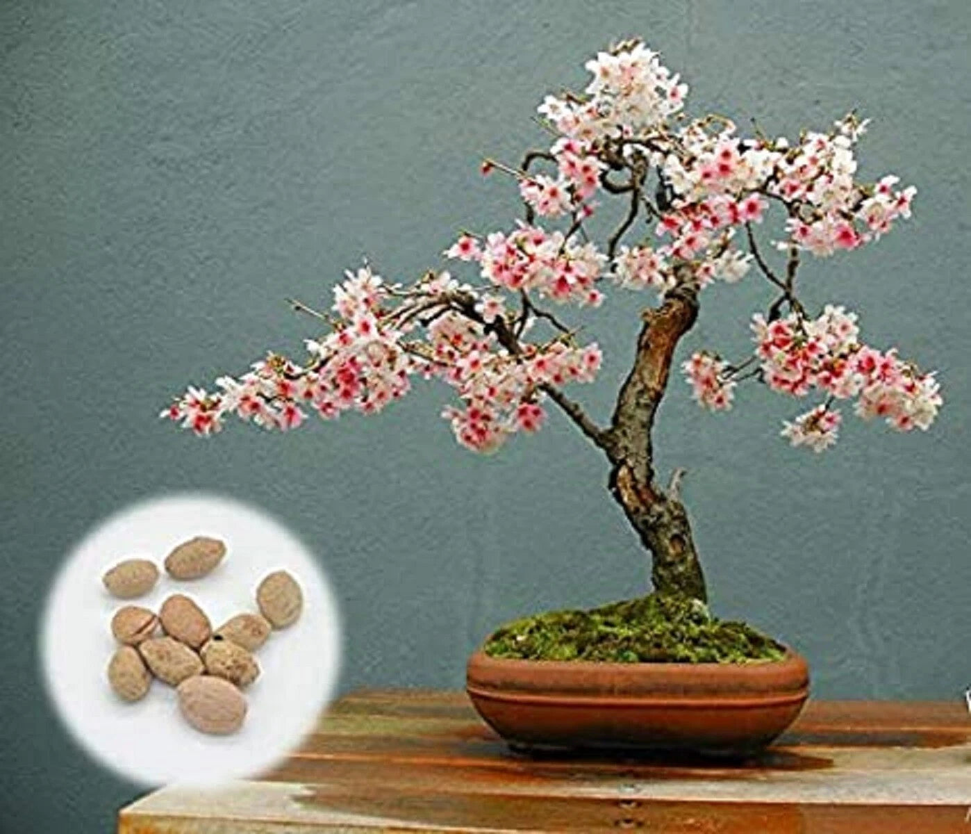 Japanese Flowering Cherry Blossom Bonsai Seeds, 20 Fresh Rare Seeds, P –  Jayme Garden