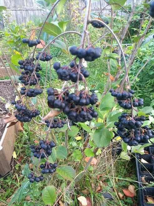Viking Aronia Berry Plant - Live Rooted Starter - Zones 3-8