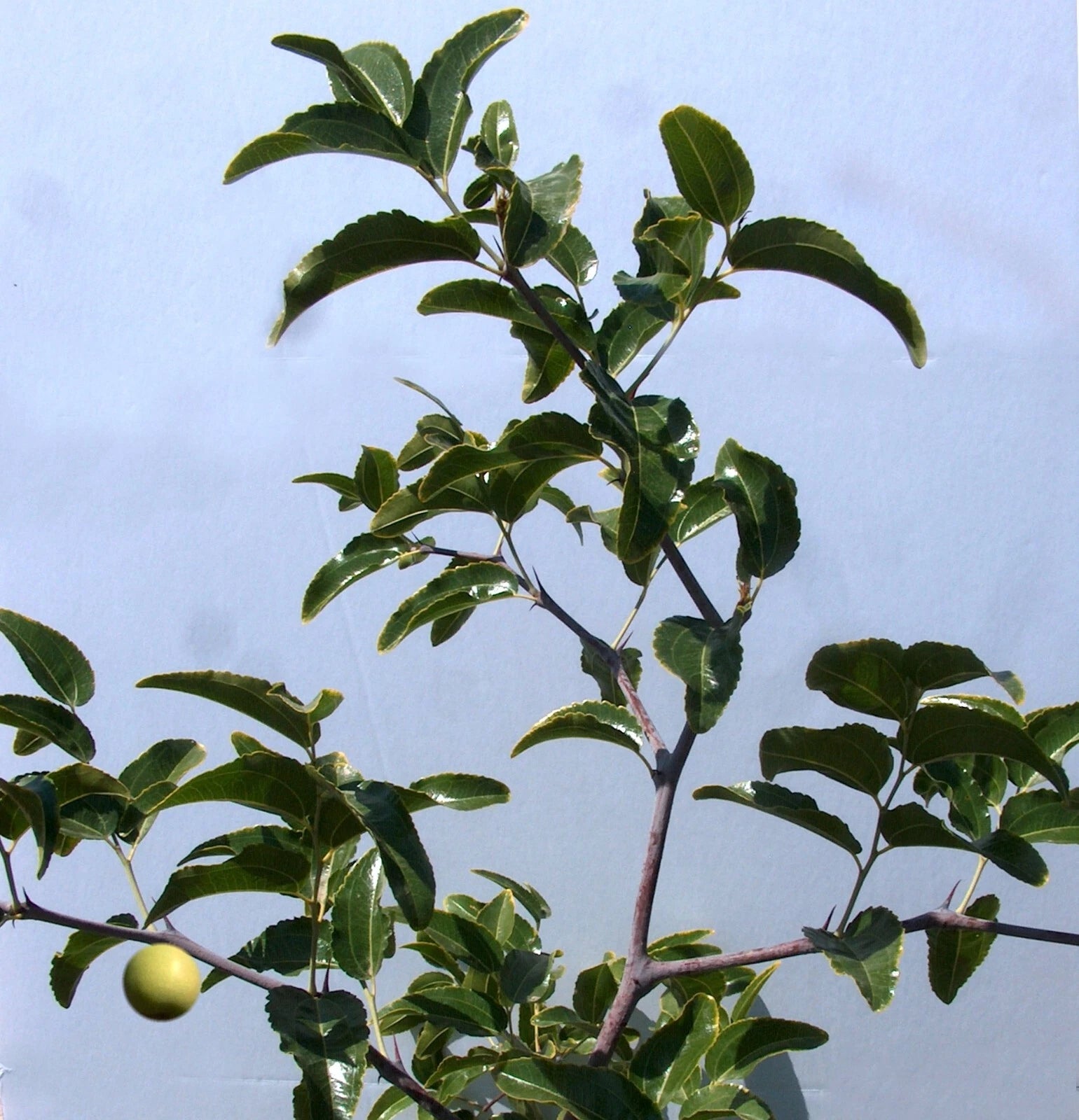 Sugar Cane Jujube Tree Cutting 8" Thin Graft Scion - Ziziphus jujuba ...