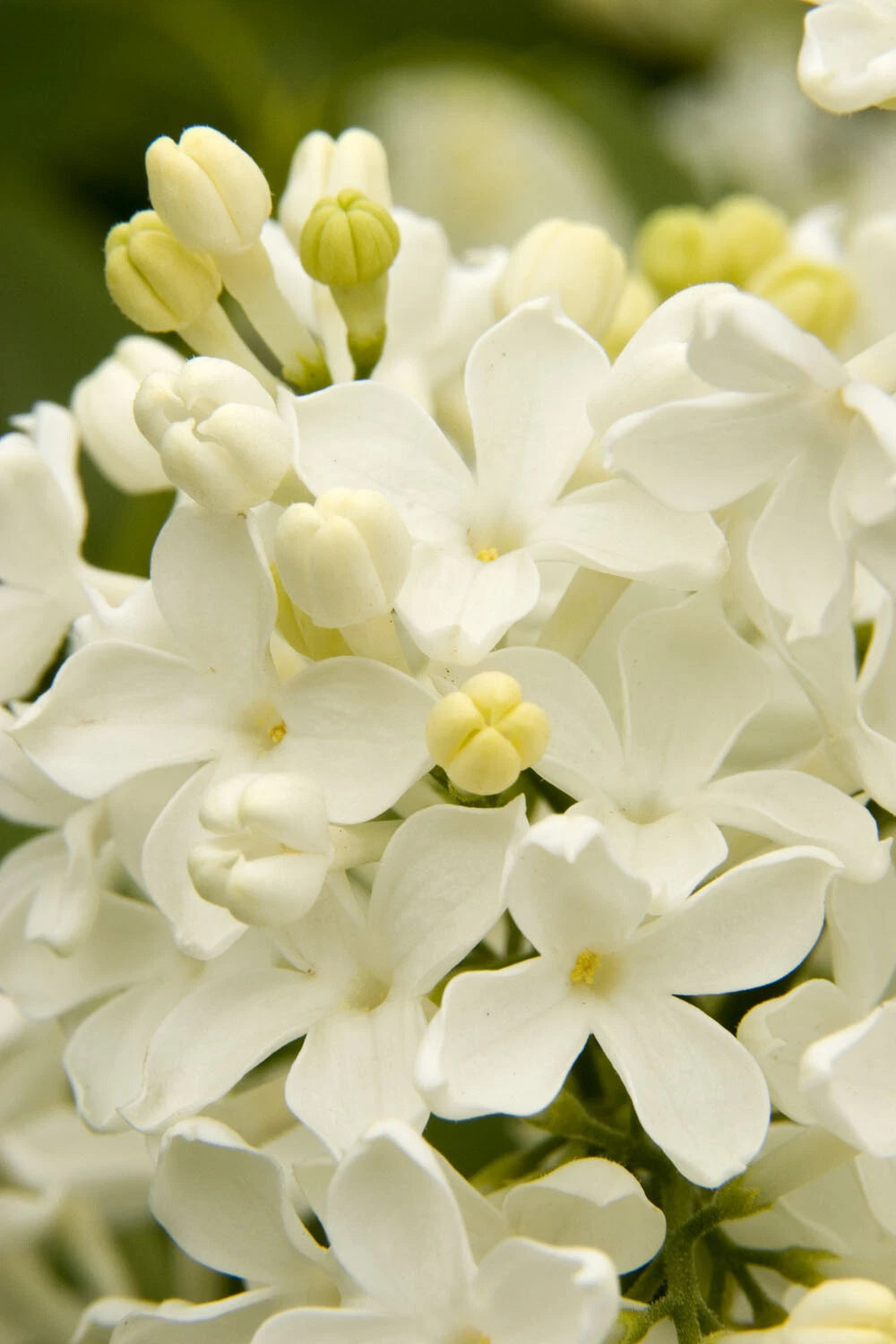 25 Angel White Lilac Seeds - Fragrant Hardy Perennial Flower - Syringa vulgaris - US Seller