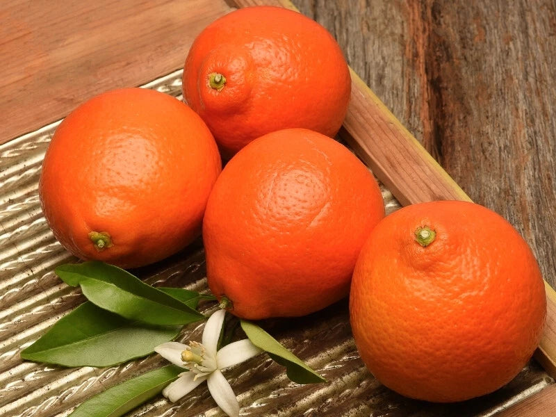 Duncan Grapefruit Seeds - 5+ Pack for Garden Planting - Citrus Paradisi - USA Grown