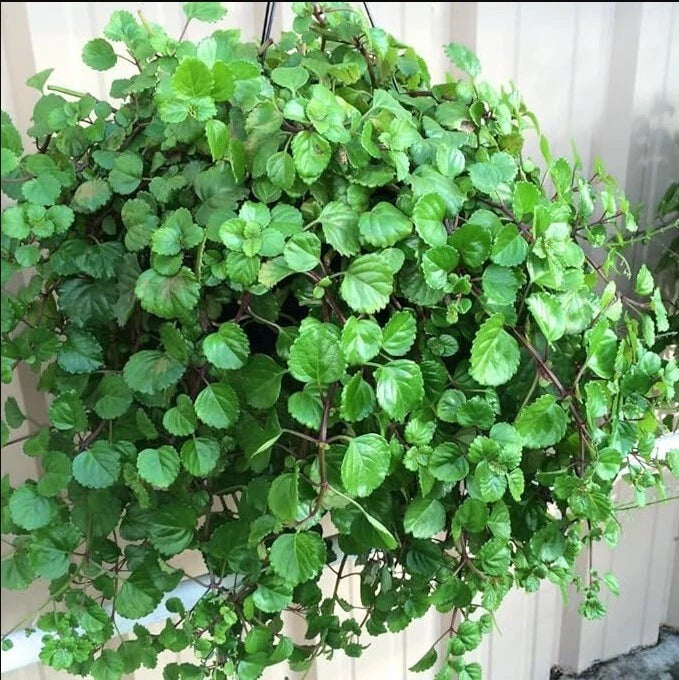 plectranthus indoor plant Swedish Ivy Live Plant 4" Pot - Green Plectranthus Houseplant