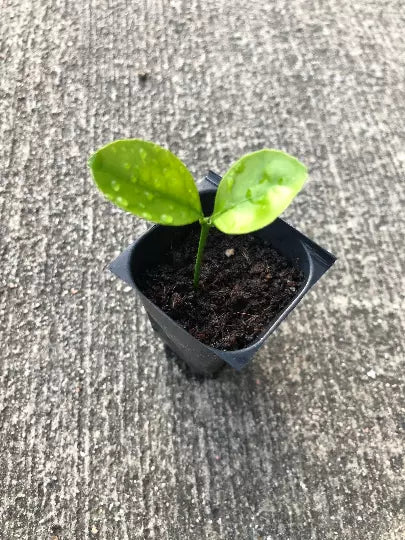 Calamansi Plant Plug - Citrus Calamondin - Live Kalamansi Citrus Tree Seedling