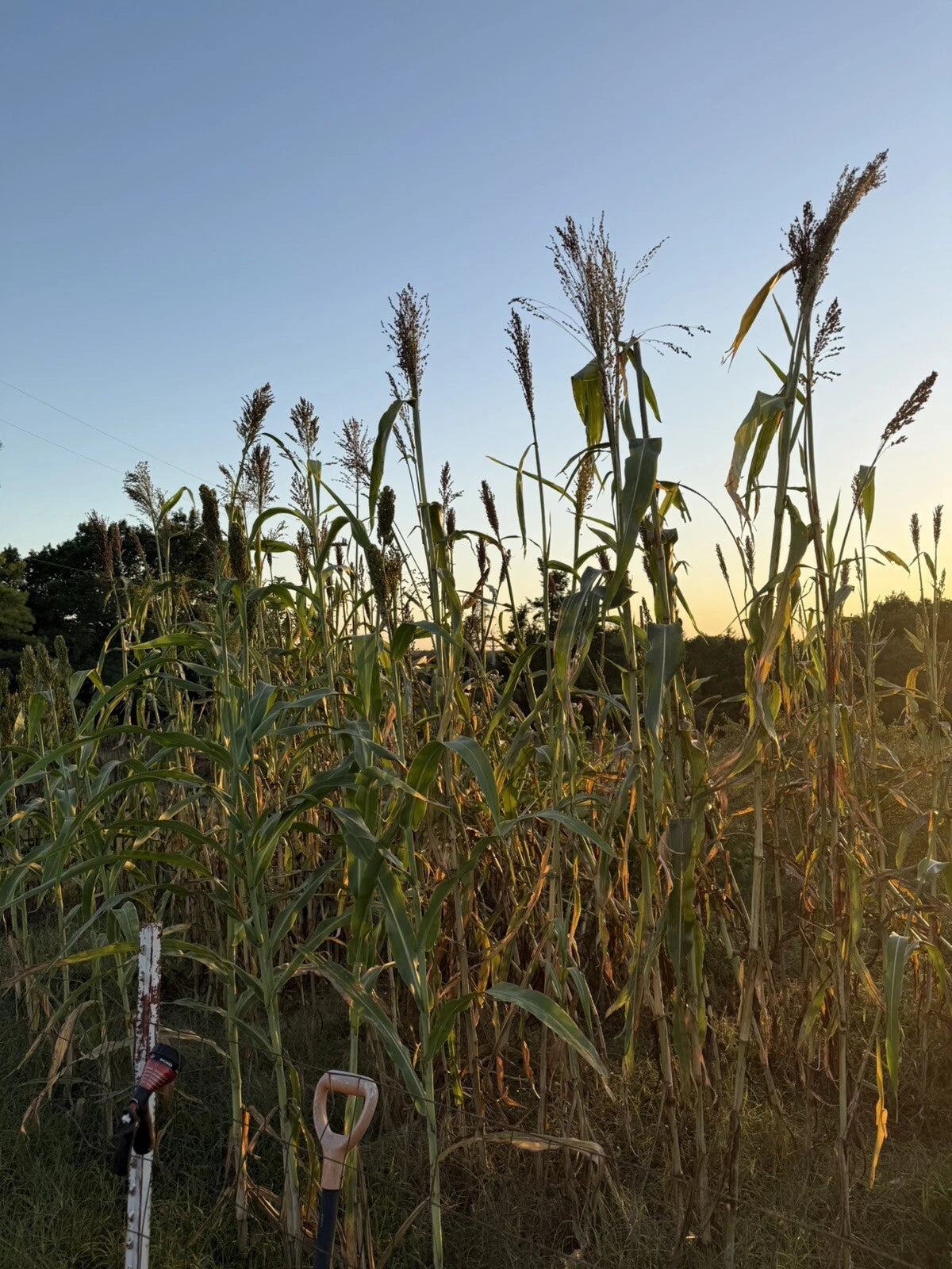 Black Amber Sorghum Seeds - 100+ Seeds for Syrup, Feed, and Baked Goods - Sorghum bicolor