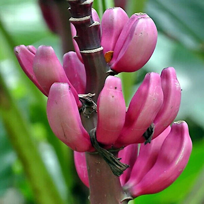 10 Pink Dwarf Banana Tree Seeds – Rare Musa Velutina Fast-growing Hardy Plant