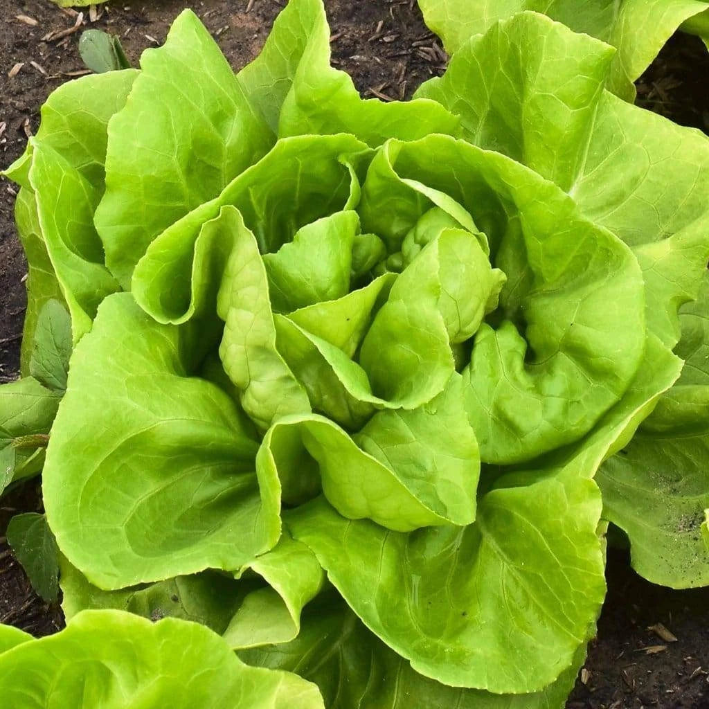 Buttercrunch Butterhead Lettuce Seeds - NON-GMO, Heirloom Variety, Organic (Lactuca sativa) - Free Shipping
