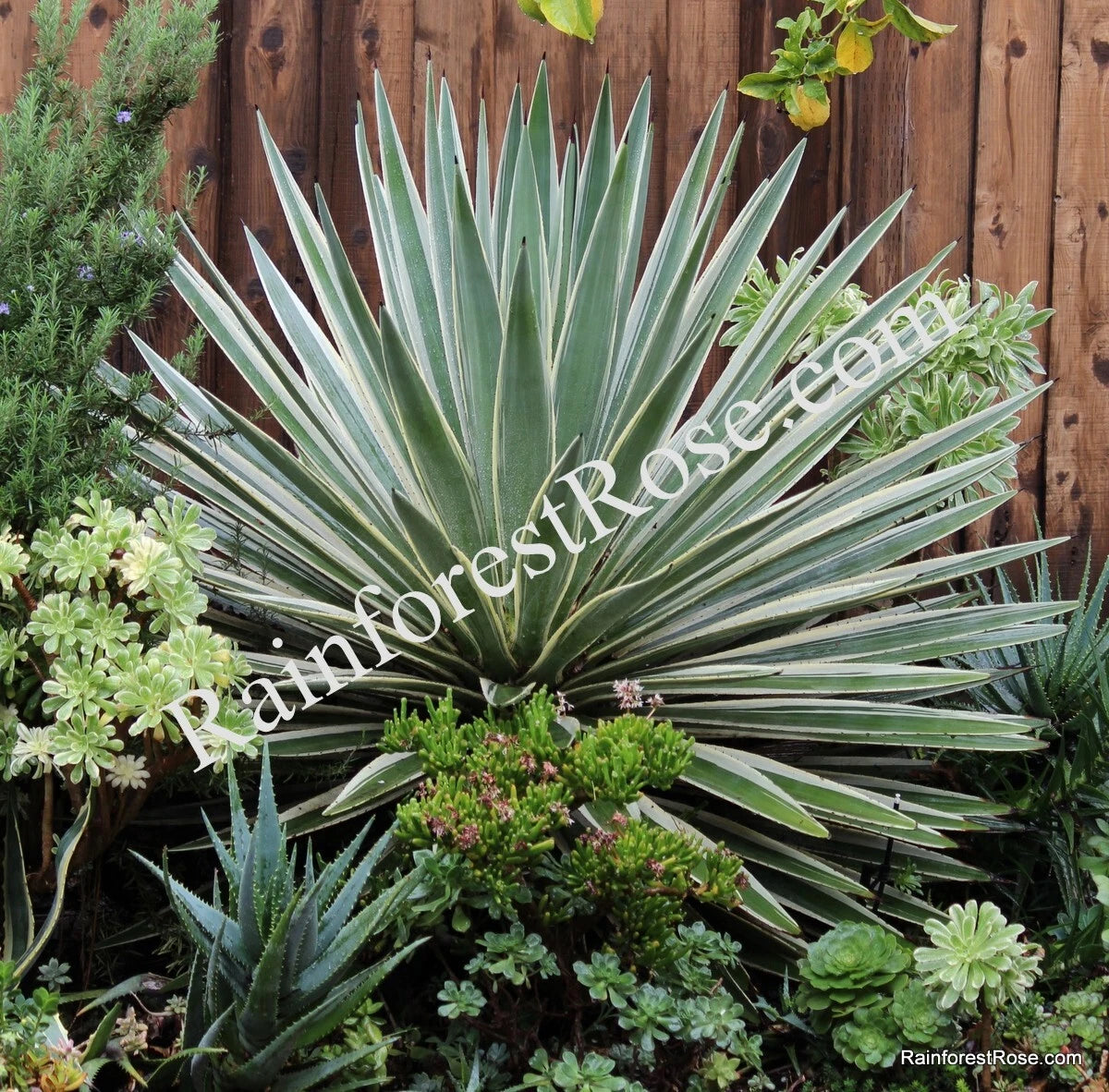 Agave Baby Cuttings - 5 Variegated Caribbean Agave Plants - Agave angustifolia variegata