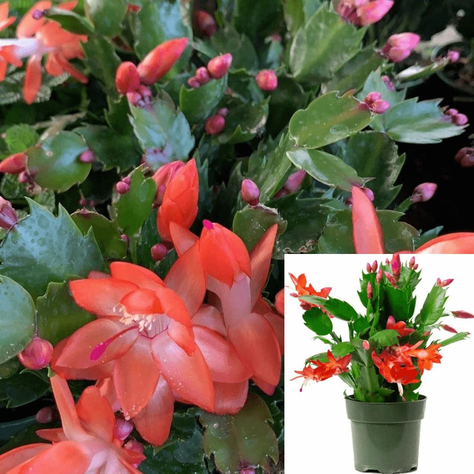 Christmas Cactus 4In Pot Orange Red Live Plant Schlumbergera Bridgesii Zygocactus - Indoor Succulent Decor