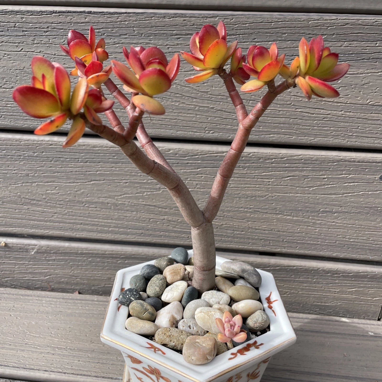jade plants for sale RARE RED AKAI Jade Succulent 8-10” Crassula Ovata Bare Rooted Bonsai T – Jayme Garden