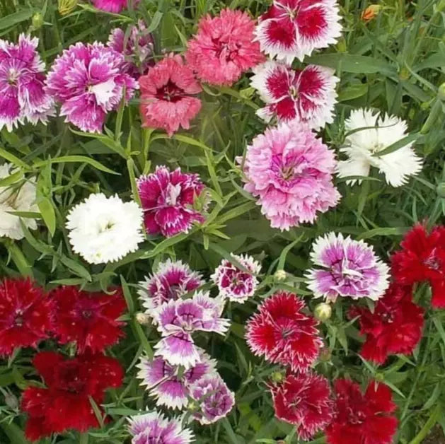 Chinese Pinks Flower Seeds 300+ Annual Dianthus chinensis Pink Garden Seeds