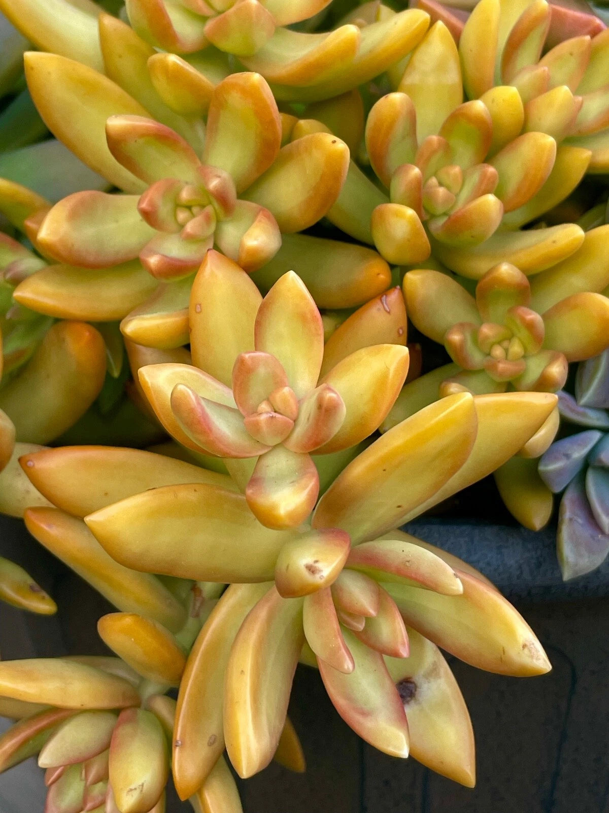 succulent yellow sedum Rare Succulent Cutting - 2-Inch Sedum Orange Delight - Yellow Live Plant