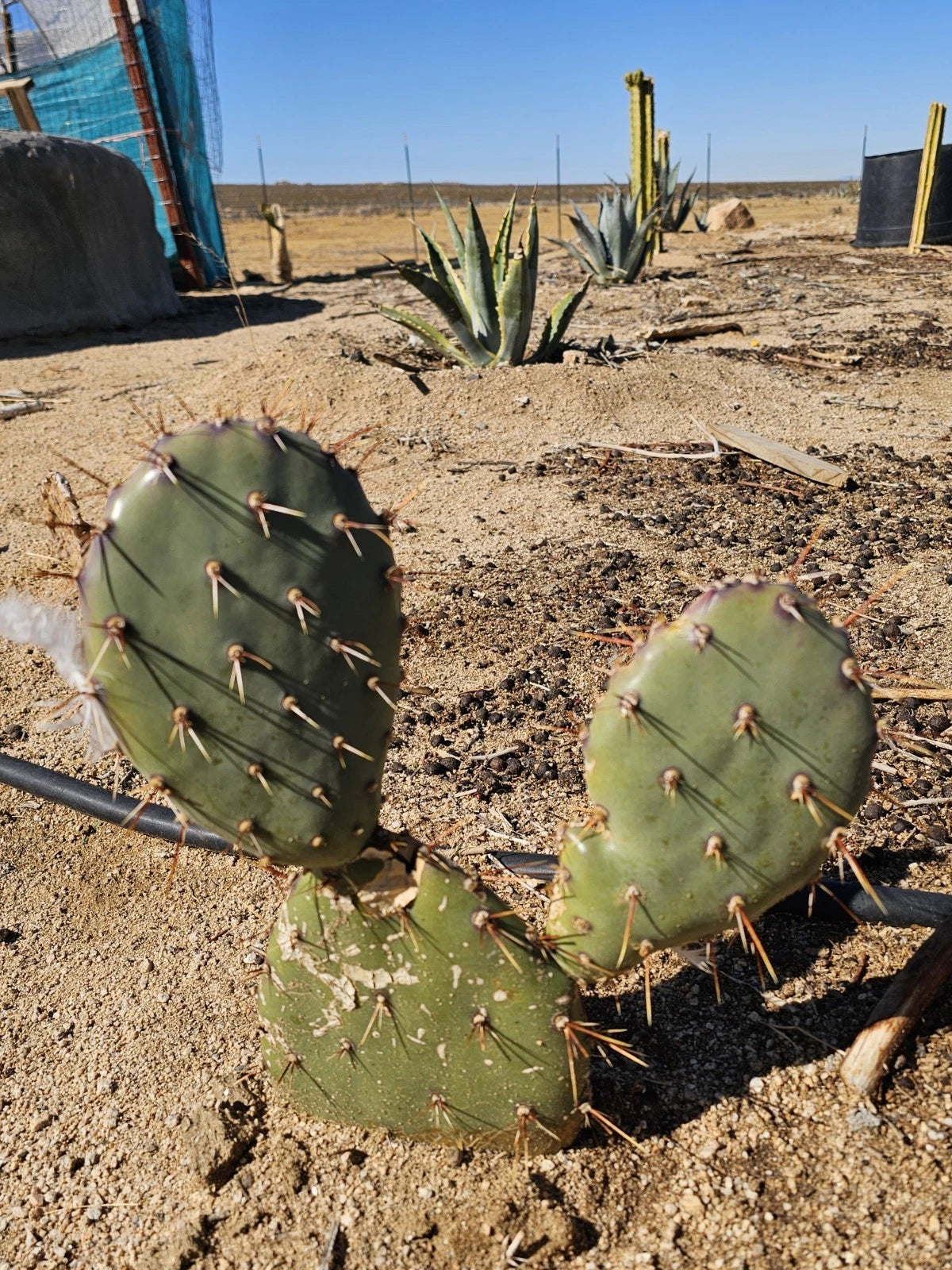 coastal prickly pear cactus Coastal Prickly Pear Cactus