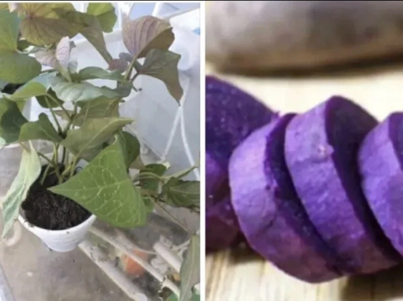 Rooted Purple Sweet Potato Plants in Pot