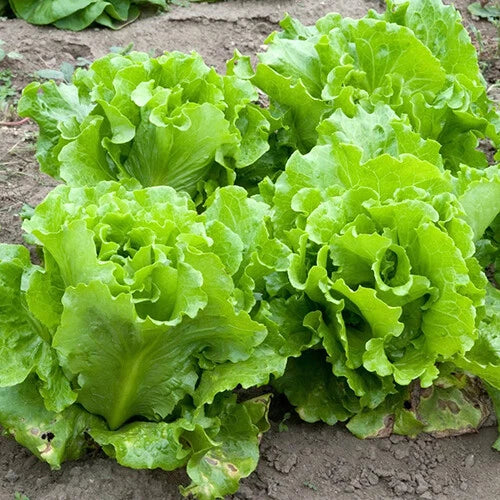 Black Seeded Simpson Lettuce Seeds | Heirloom Non-GMO | Vegetable Garden Seeds | Lactuca sativa