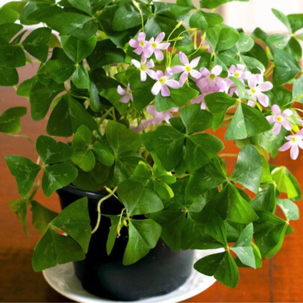 oxalis house plant Green Shamrock Plant 4" Pot - Lucky Flowering Houseplant