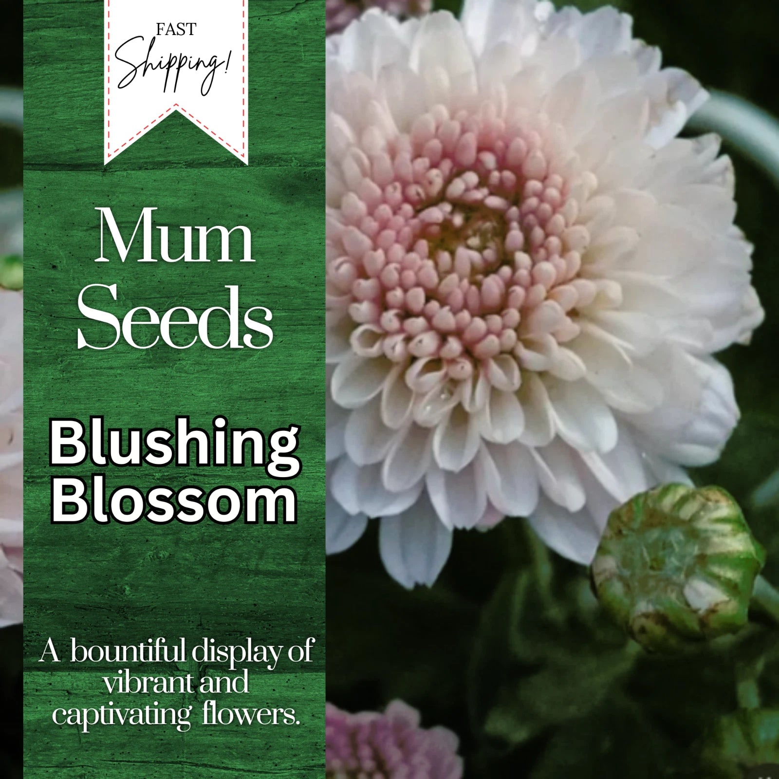 Chrysanthemum Seeds - Blushing Blossom Variety - 200+ Flower Seeds - Mum  Flower Seeds
