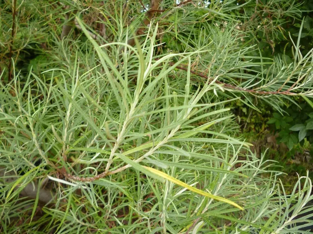 50 Rosemary Willow Tree Cuttings - Attractive Landscape & Privacy Bush - Salix rosmarinifolia
