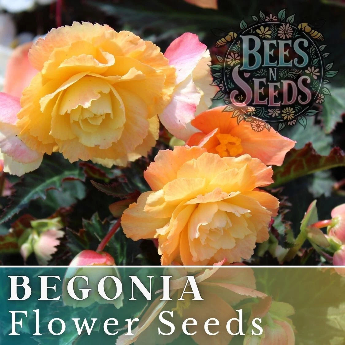 Begonia Seeds - 45 or 125 Seeds - Sunny Zing Variety - Non-GMO Flower Seeds - Perfect for Gardens and Containers