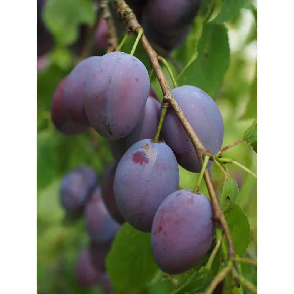 Dwarf Italian Plum Tree Bare Root - Prunus domestica - Fruit Tree for Home Garden - Free Shipping