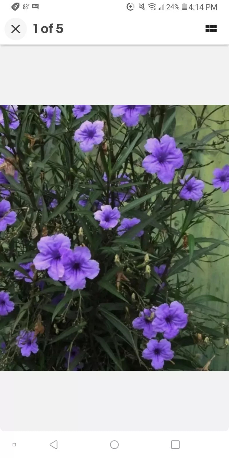 Mexican Petunia Live Plant, 8 oz Pot, Well-Rooted Perennial, Ruellia brittoniana