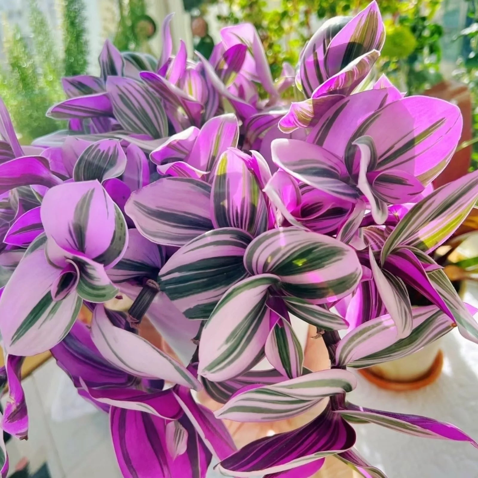 tradescantia nanouk succulent Unrooted Cuttings 3"-4" Tradescantia Nanouk