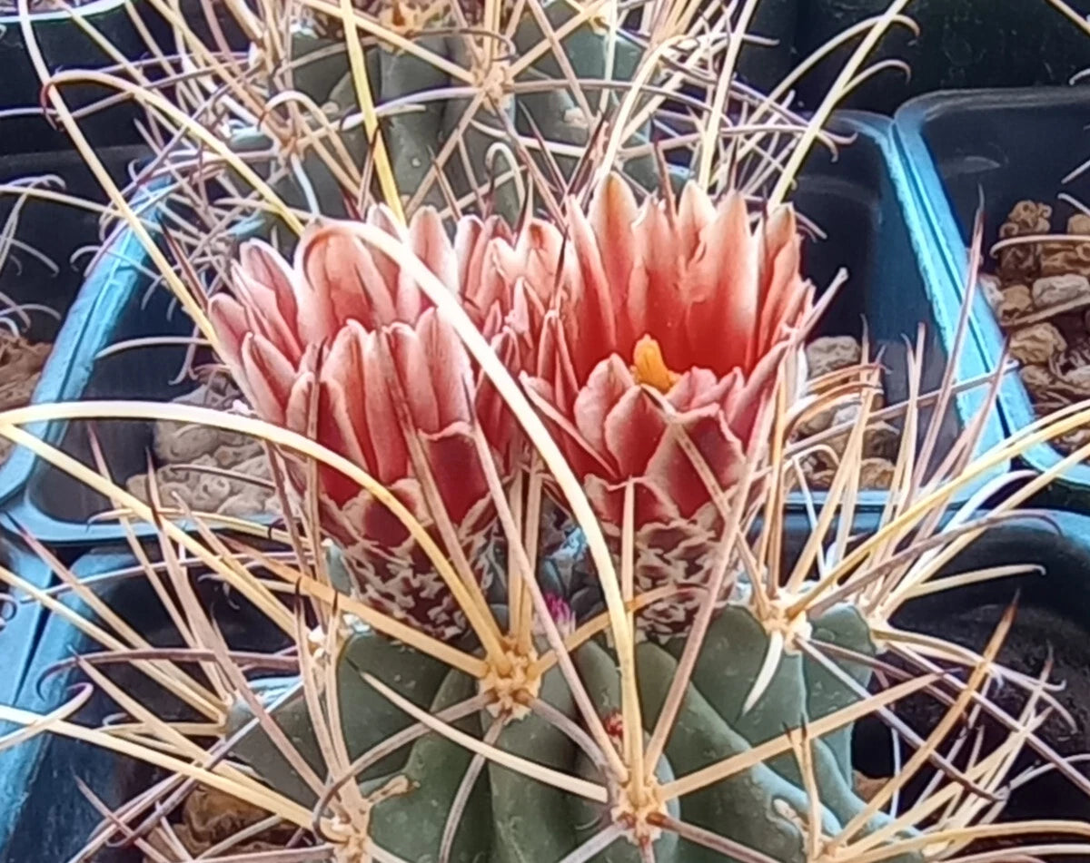 succulent spines Sclerocactus wrightii Cactus Plant - Triple Heads with Long Hook Spines