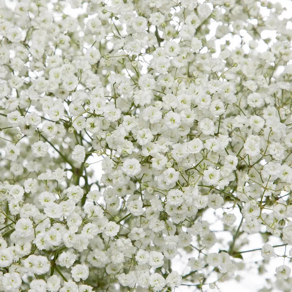 Baby's Breath Seeds 300-6,000 Non-GMO Gypsophila elegans Free Shipping
