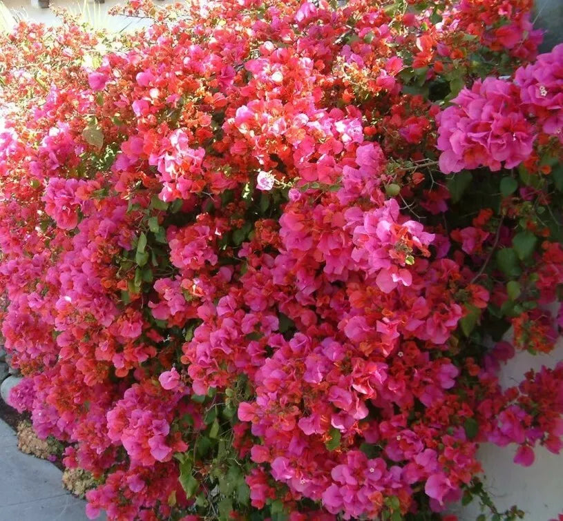 Bougainvillea Starter Plant - Barbara Karst - Bare Root - Well Rooted - Bougainvillea spp.