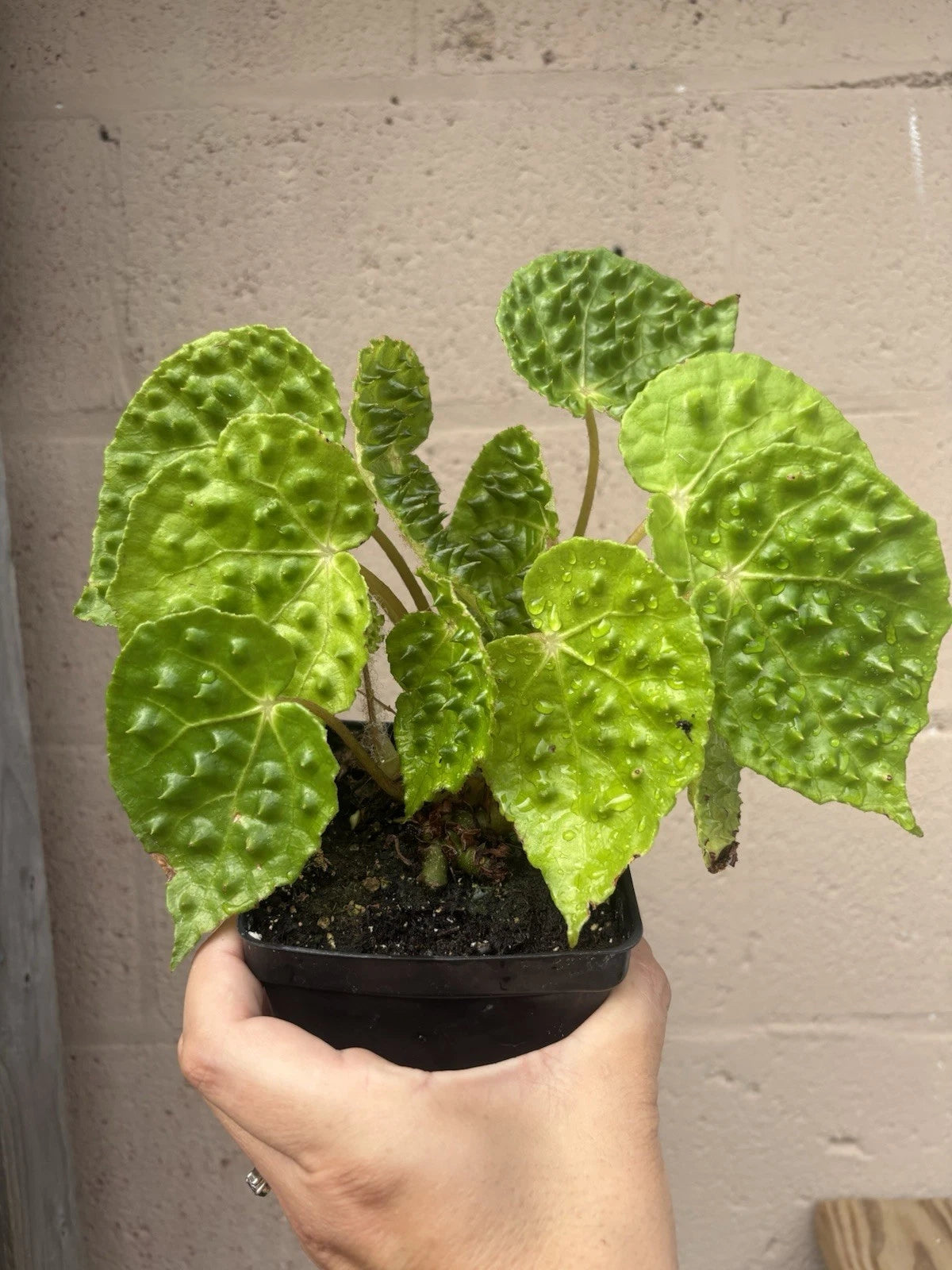 rare indoor house plants Rare Begonia Melanobullata Green Live Indoor House Plant 4.5” Pot Fully Rooted – Jayme Garden