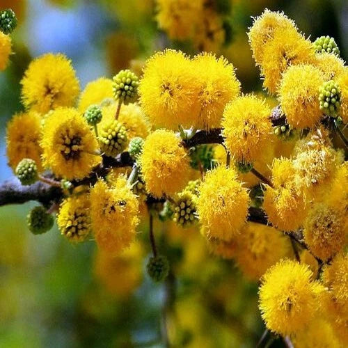 Sweet Acacia Tree Seeds - 10 Pack, Fast Growing Wattle Flower, Acacia farnesiana