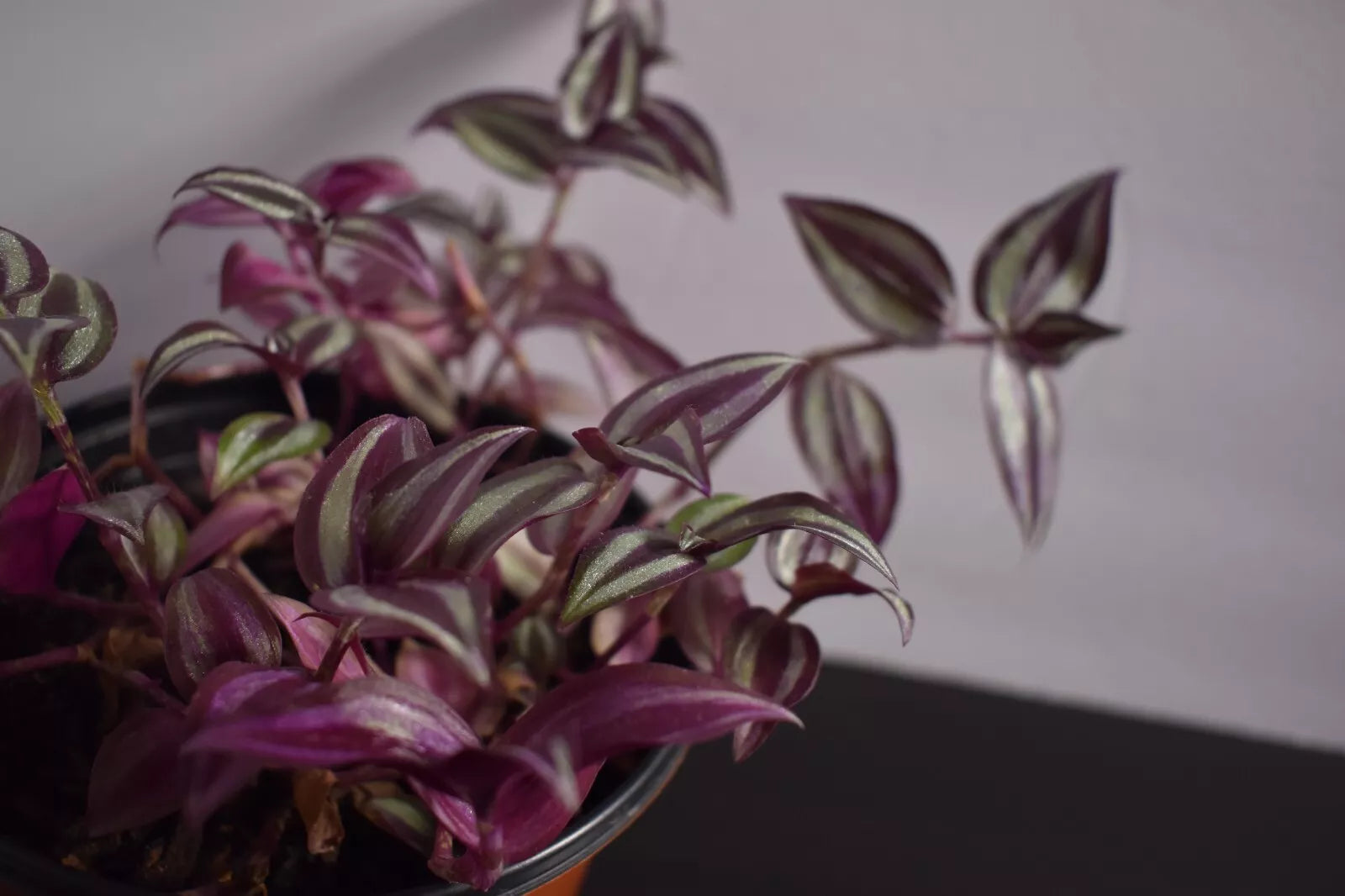 is a wandering jew an indoor plant Wandering Jew Cuttings - 12 Fully Rooted