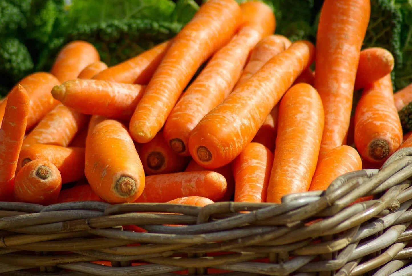 Carrot Seeds - Brilliance Variety - Beta Carotene, Vitamin A - NON-GMO - Free Shipping