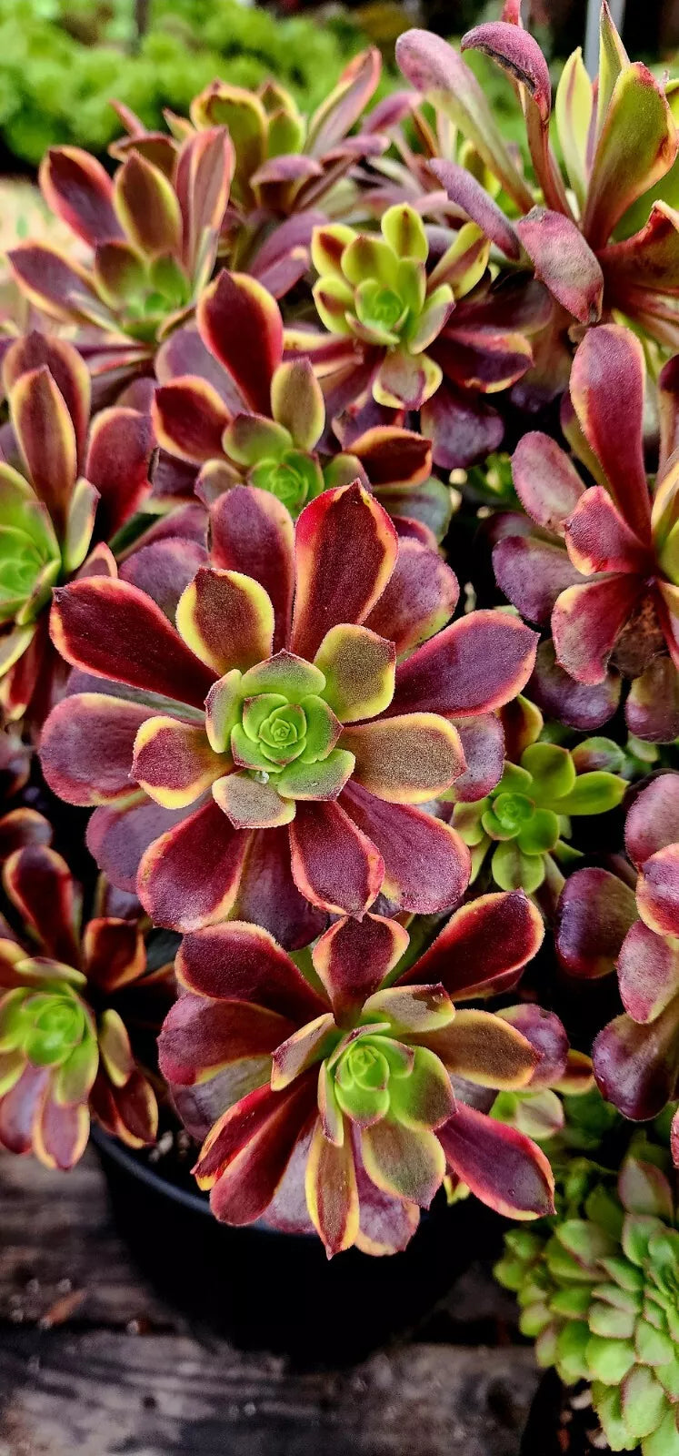 inch plant succulent Aeonium Superbang Cutting - 3 Inch Succulent Plant