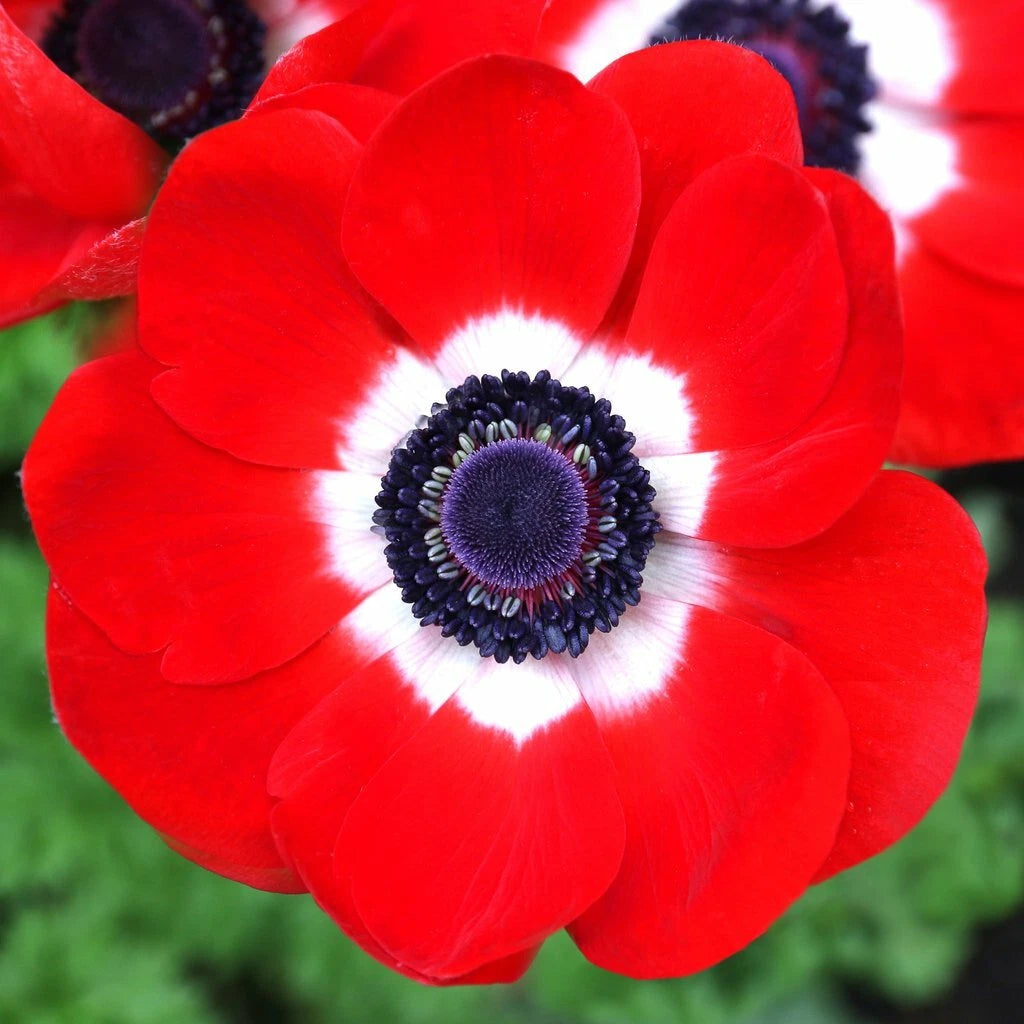 Anemone De Caen Seeds Packet - 30 Fresh Red Poppy Seeds for 2024 - Anemone coronaria