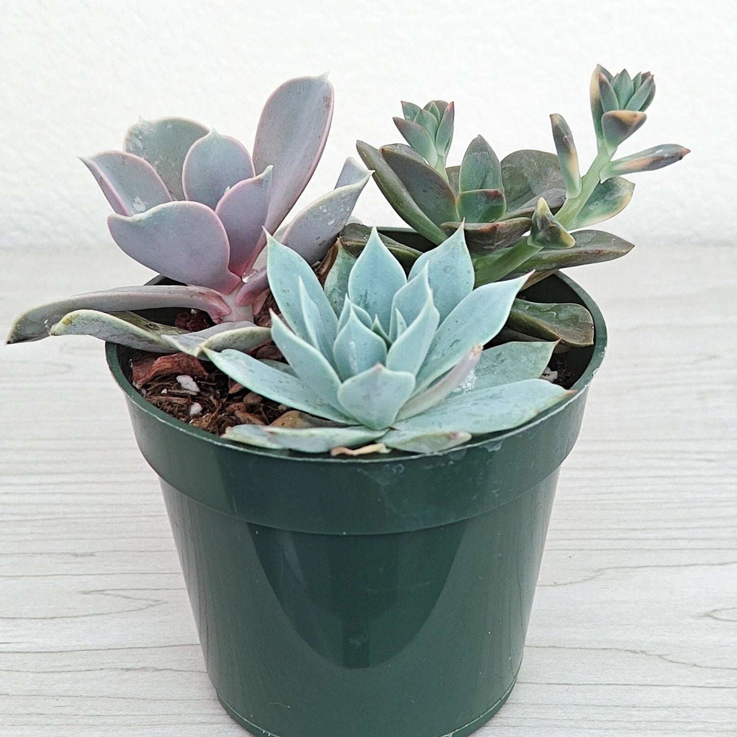 Succulent Live Plant Mix - 4" Pot - Assorted Varieties - Ideal for Home Decor - Perfect for Beginners