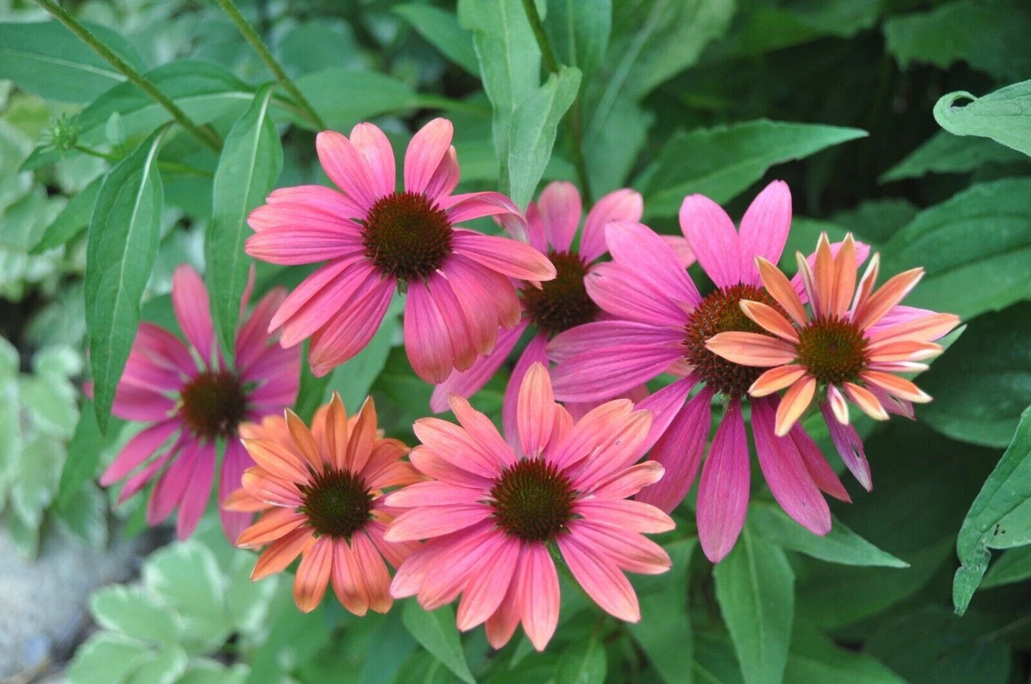 50 Pink Orange Coneflower Seeds - Echinacea Purpurea Perennial Flowers for Garden Planting - USA Grown