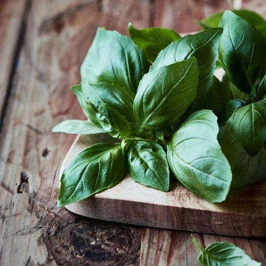 Italian Large Leaf Basil Seeds - Non-GMO 500 Count - Perfect for Container Gardening - Ocimum basilicum