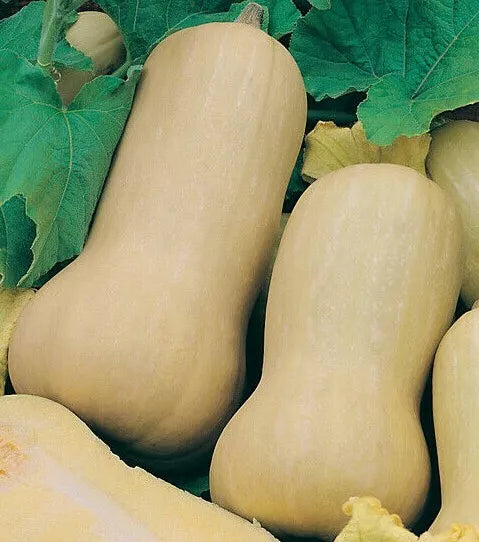 Butternut Squash Seeds 20+ Winter Squash Variety Cucurbita moschata Garden
